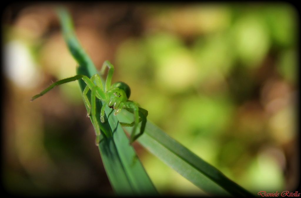 Micrommata virescens - Venafro (IS)